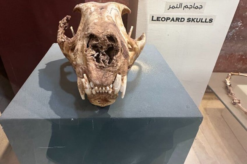 A leopard skull on display with Arabic text. 2