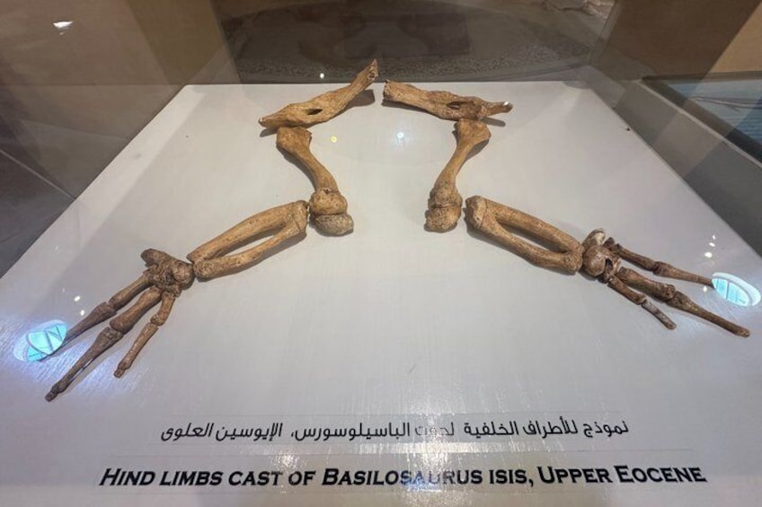 A display of a hind limbs cast of Basilosaurus isis from the Upper Eocene period. 3