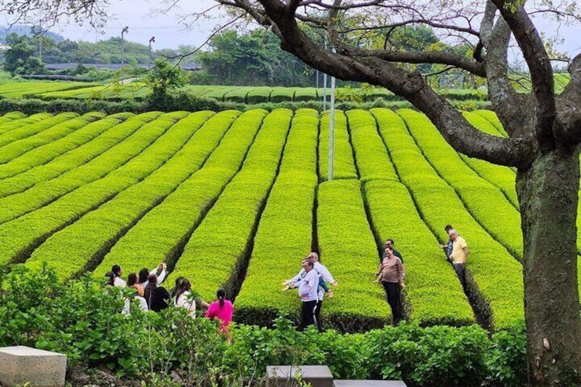 Jeju Natural Wonders Hallasan Tea Gardens and WaterFalls 1