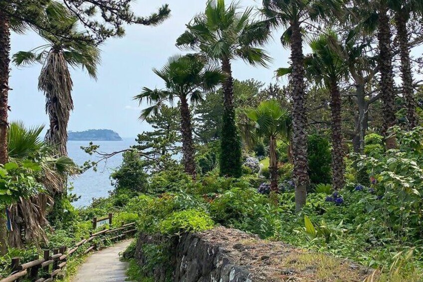 Jeju Natural Wonders Hallasan Tea Gardens and WaterFalls 2
