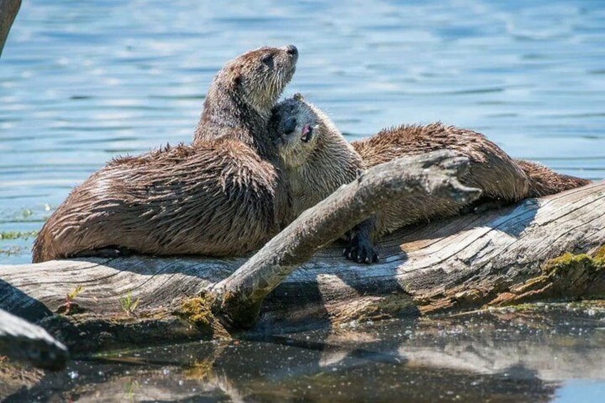 Grand Teton National Park Tour 4