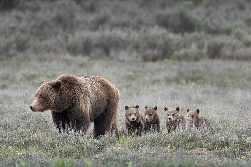 Sunrise and Sunset Tour of Grand Teton 1