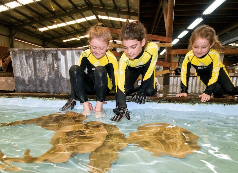 Picture 11 for Activity Port Stephens: Shark, Ray and Reptile Experience Ticket 3
