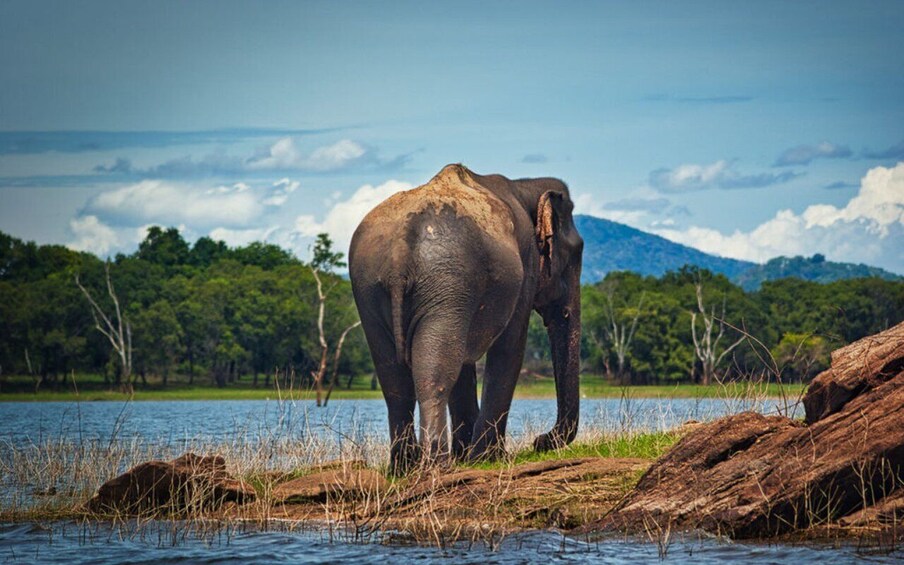 Picture 1 for Activity Girithale: Lake Fishing Boat Safari & Wild Elephant Watching 2