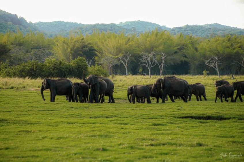 Picture 2 for Activity Girithale: Lake Fishing Boat Safari & Wild Elephant Watching 5