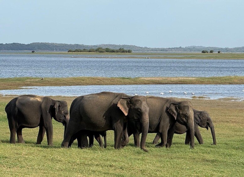Girithale: Lake Fishing Boat Safari & Wild Elephant Watching 1