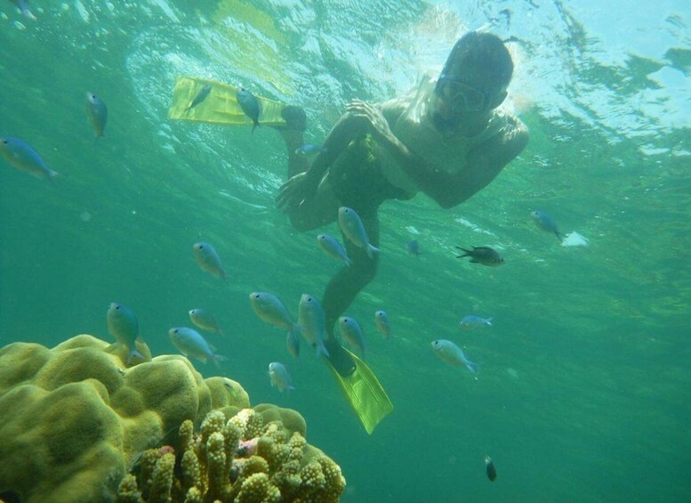 Picture 4 for Activity Wasini: Dolphins, Coral Reef & Swahili Island Escape 4