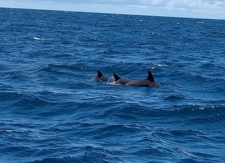 Picture 7 for Activity Wasini: Dolphins, Coral Reef & Swahili Island Escape 2