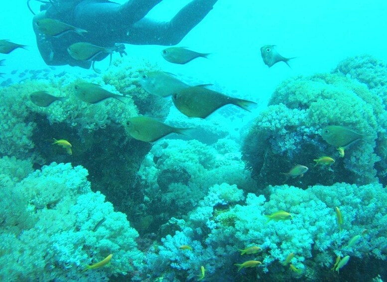 Picture 5 for Activity Wasini: Dolphins, Coral Reef & Swahili Island Escape 3