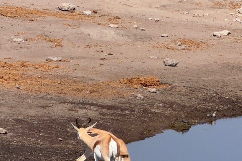 7 Day Namibia Tour Sossusvlei with Swakopmund and Etosha 3