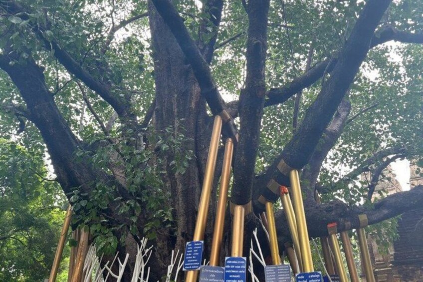 A large tree with golden poles and blue signs. 2