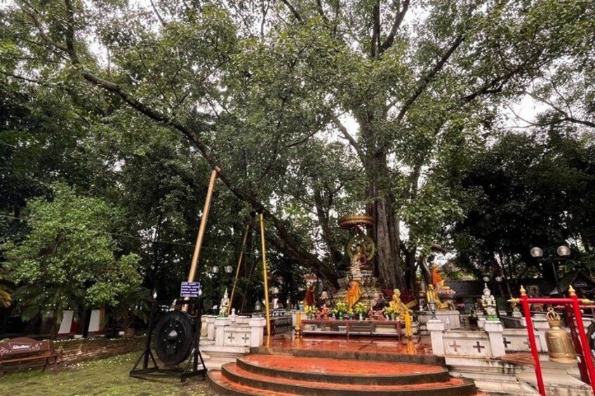 A temple with a large tree, a statue, and a red railing. 4