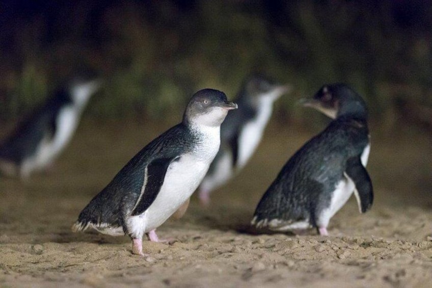 A penguin standing on sandy ground with others in the background. 1