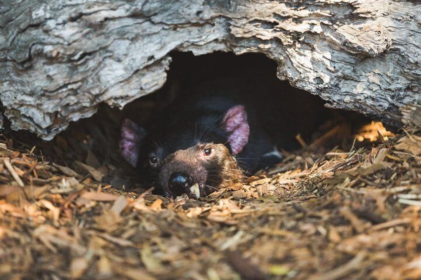 A bat emerging from a tree hollow. 3
