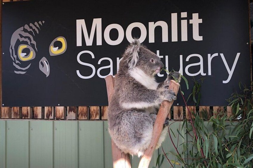 A koala on a wooden post in front of a sign that reads 'Moonlit Sanctuary.' 4