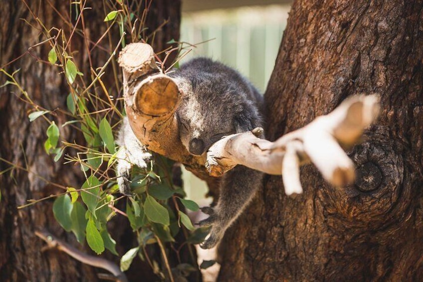 A koala clinging to a tree trunk with a branch. 4