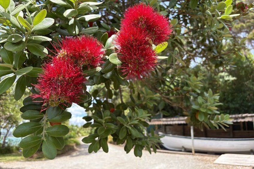 Red bottlebrush flowers, green leaves, and a boat in the background. 4