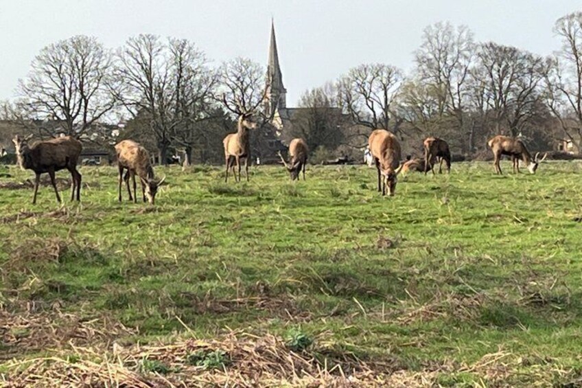 Richmond Park and Riverside Walking Tour 5