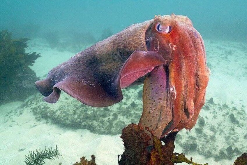 A large squid with a reddish-brown body and prominent fins, swimming near a coral reef. 1