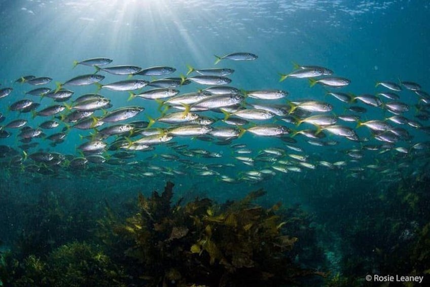 A school of fish swimming in the ocean. 1