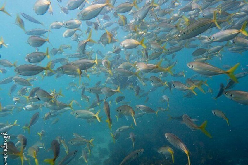A school of fish swimming underwater. 2
