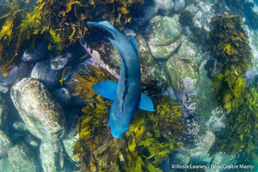 A large fish swimming near rocks and seaweed in clear water. 3