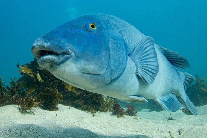 A large blue fish swimming underwater with a sandy seabed and seaweed in the background. 4