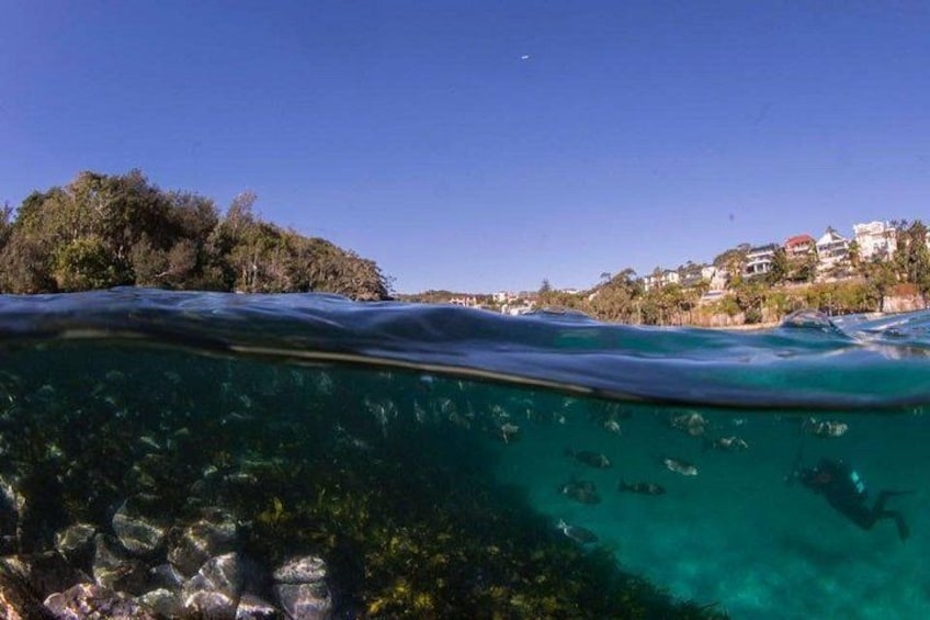 A clear underwater view of a beach with visible rocks and marine life, a clear sky, and a distant shoreline with buildings. 2