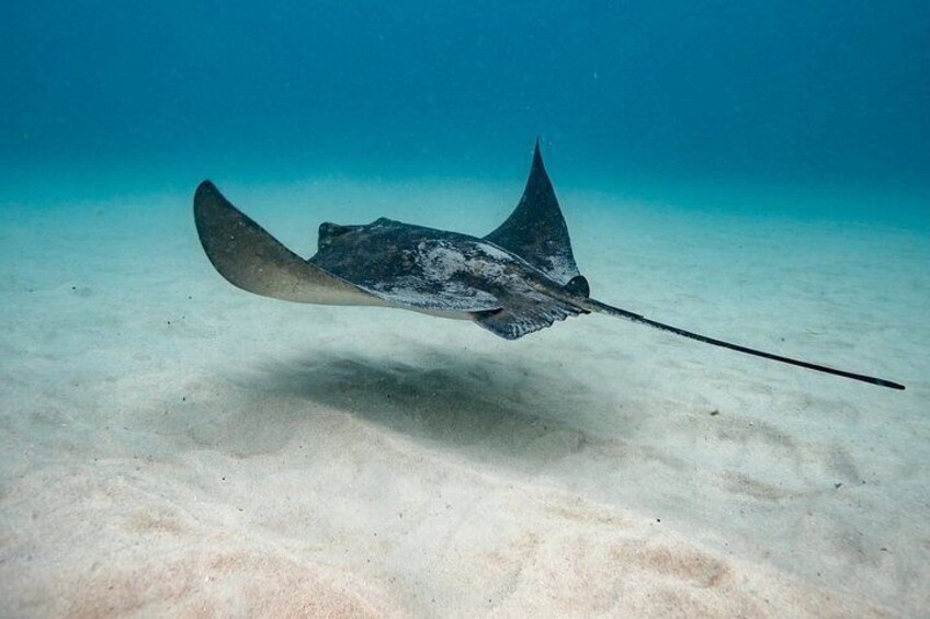 Guided Snorkel Tours in Sydney's Cabbage Tree Bay 4