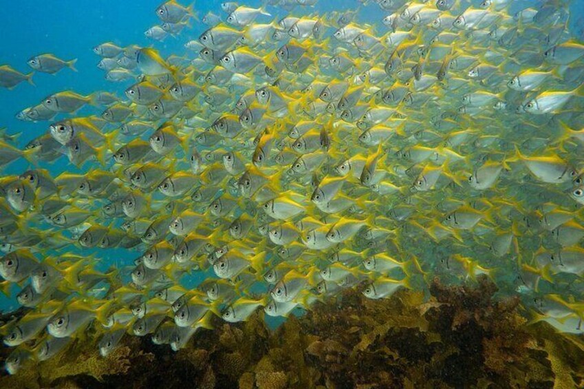 Guided Snorkel Tours in Sydney's Cabbage Tree Bay 3