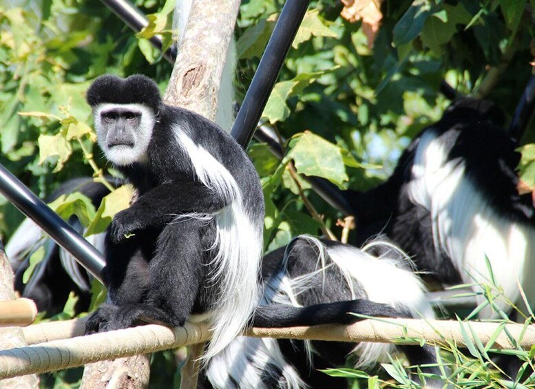 Picture 5 for Activity Ancona: Zoo Falconara Park Entry Ticket 4