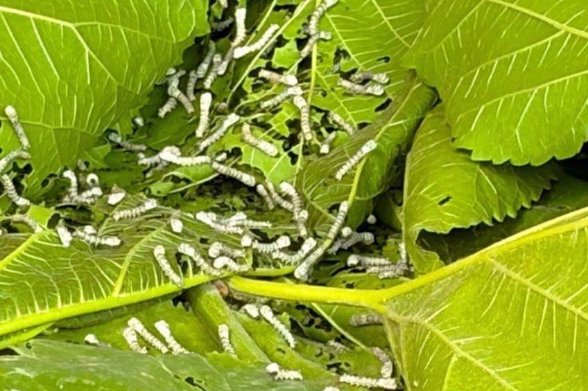 Green leaves with white caterpillars on them. 1