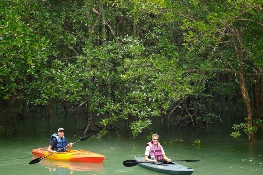 Two people kayaking in a mangrove forest. 2