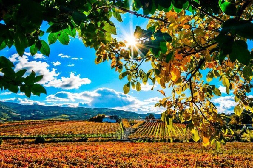 A vineyard with rows of grapevines, a tractor, and a clear blue sky with clouds. 5
