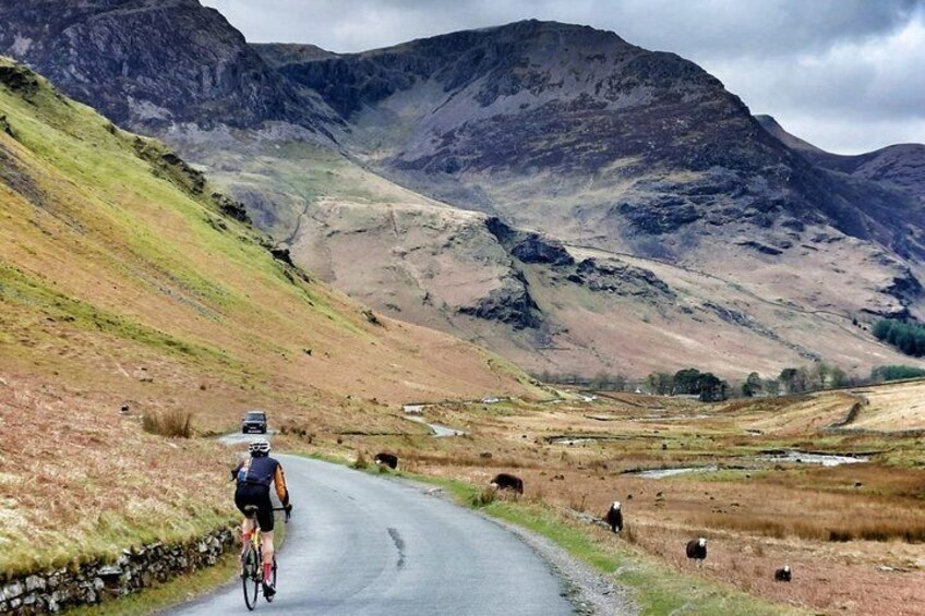 A cyclist on a narrow road with cows grazing beside. 1