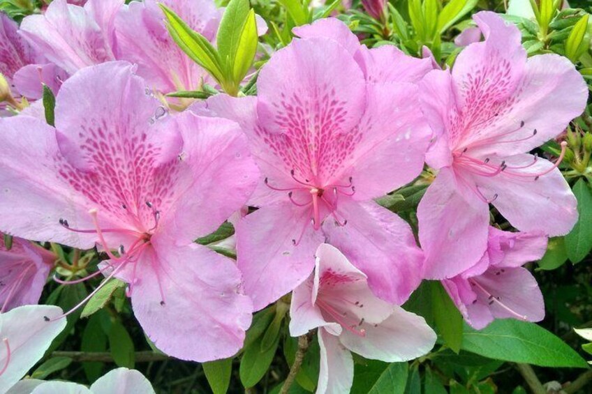 Pink flowers with visible stamens and green leaves. 3