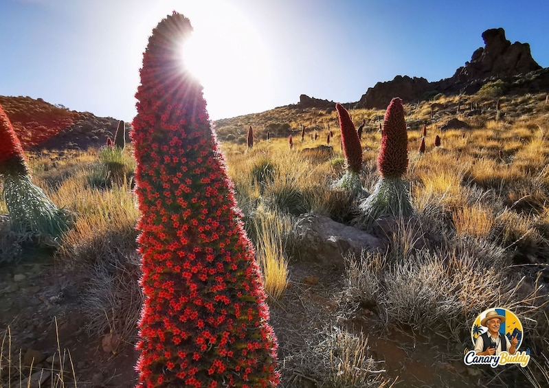 Tenerife: Teide Nationalpark - Self-Driving Audio Tour 2
