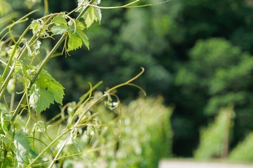Experience in Nature in the Educational Farm in Brognoligo 4