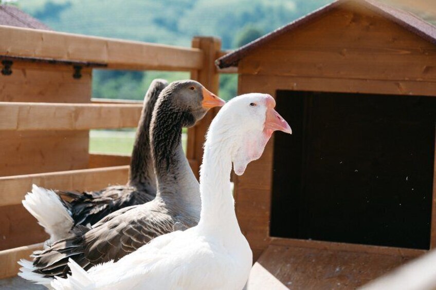 Experience in Nature in the Educational Farm in Brognoligo 3