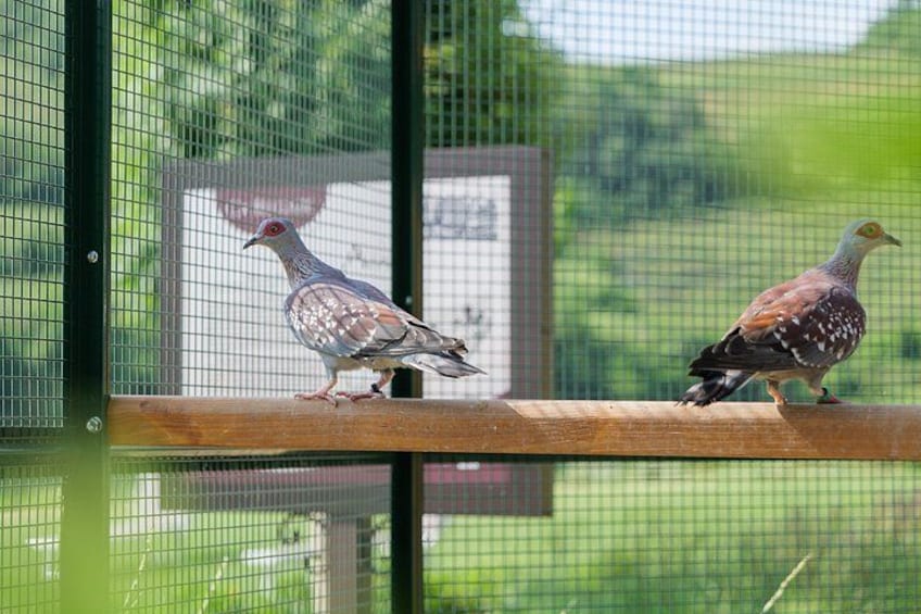 Two pigeons on a wooden railing with a green netted enclosure in the background. 3