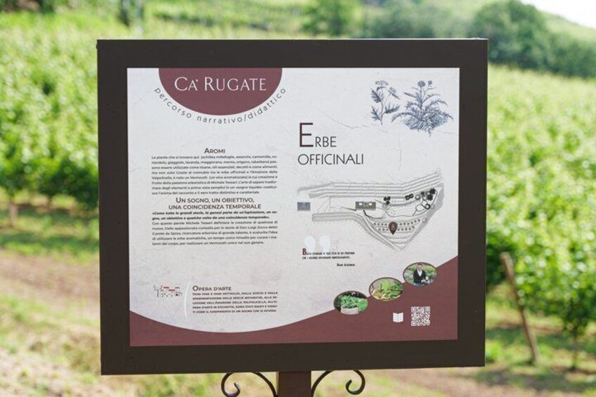 Experience in Nature in the Educational Farm in Brognoligo 5