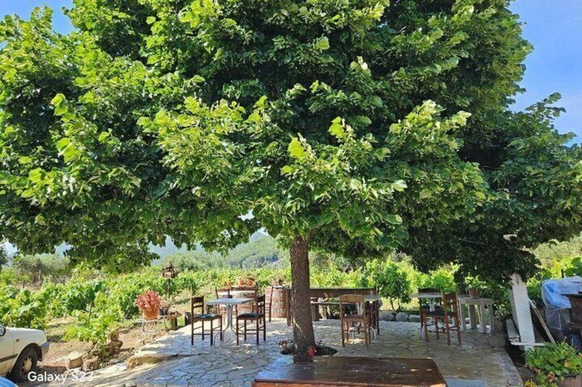 Secrets of Corfu in a Glass Wine Tasting at a Family Vineyard 2