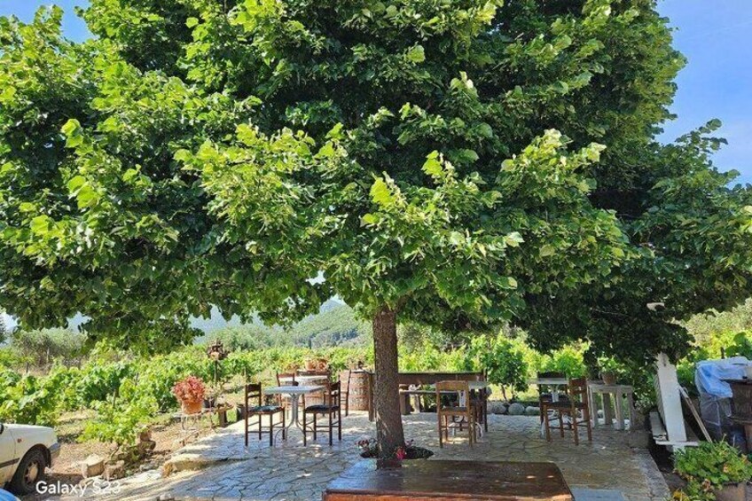 Secrets of Corfu in a Glass Wine Tasting at a Family Vineyard 3