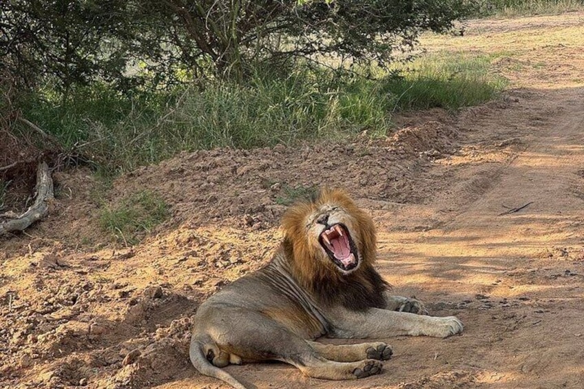 A lion lying on a dirt road with its mouth open, surrounded by dry grass and sparse trees. 3