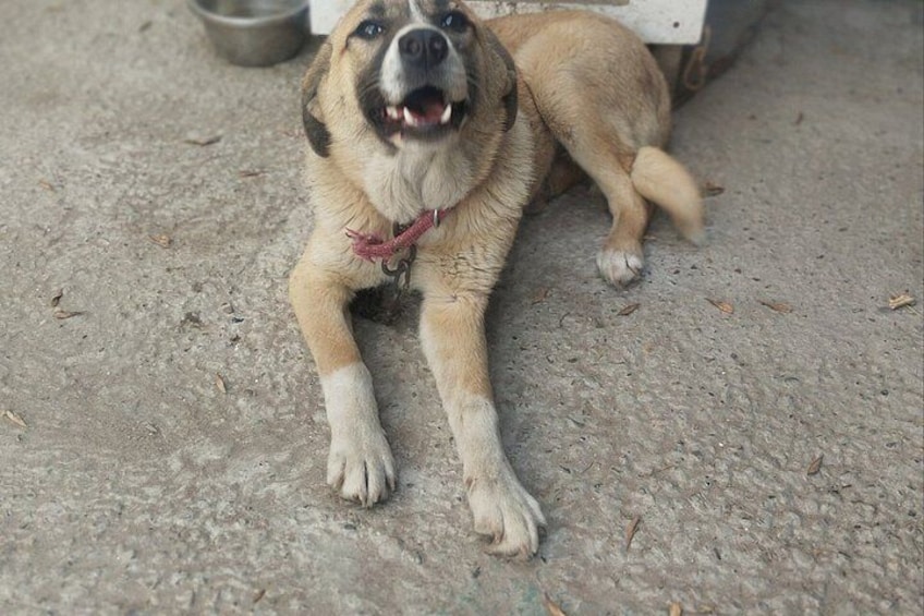 A dog lying on a concrete surface with a metal bowl nearby. 5