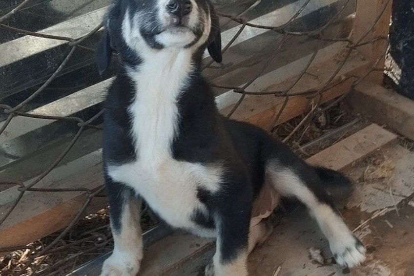 Rescue Dog Shelter Visit and Dog Walking Experience near Bukhara 3
