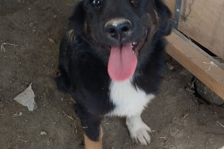 Rescue Dog Shelter Visit and Dog Walking Experience near Bukhara 2
