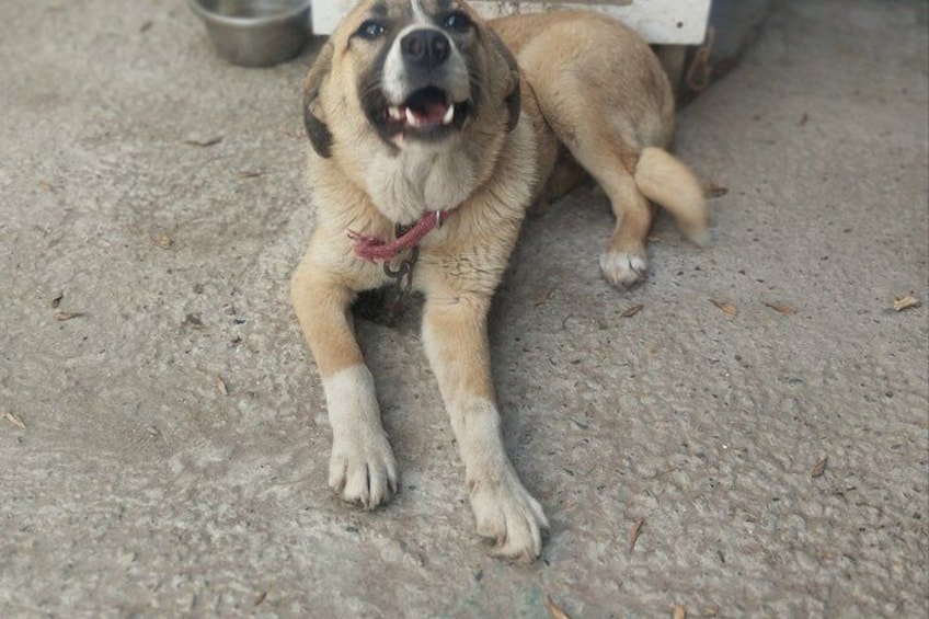 Rescue Dog Shelter Visit and Dog Walking Experience near Bukhara 5