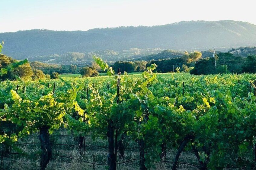Healdsburg Wine Country Electric Trike and Wine Tour 3 Hours 2