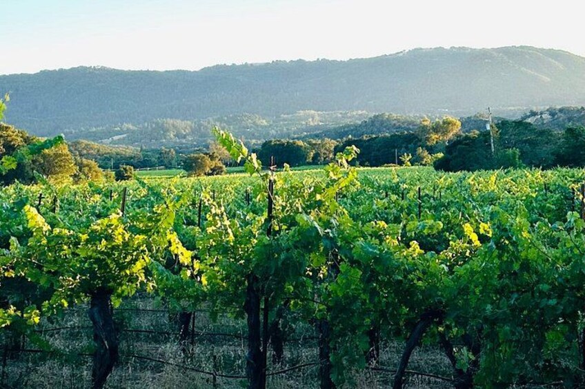A vineyard with rows of grapevines and a hilly landscape in the background. 2